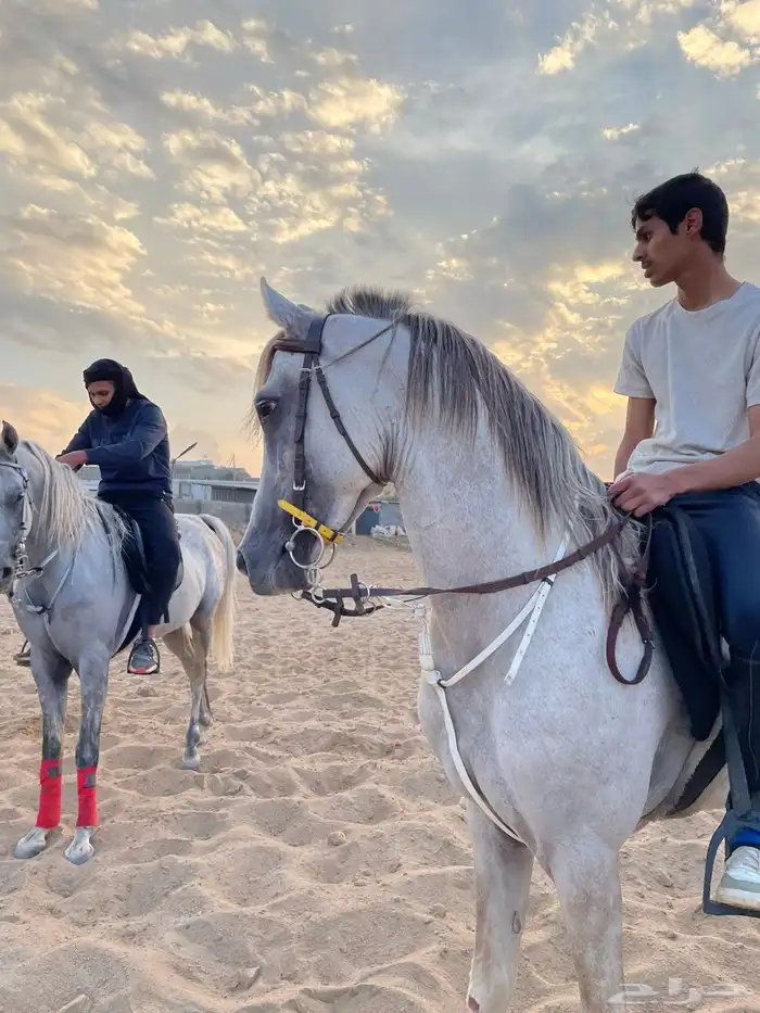 حصان كفوا شعبي 1