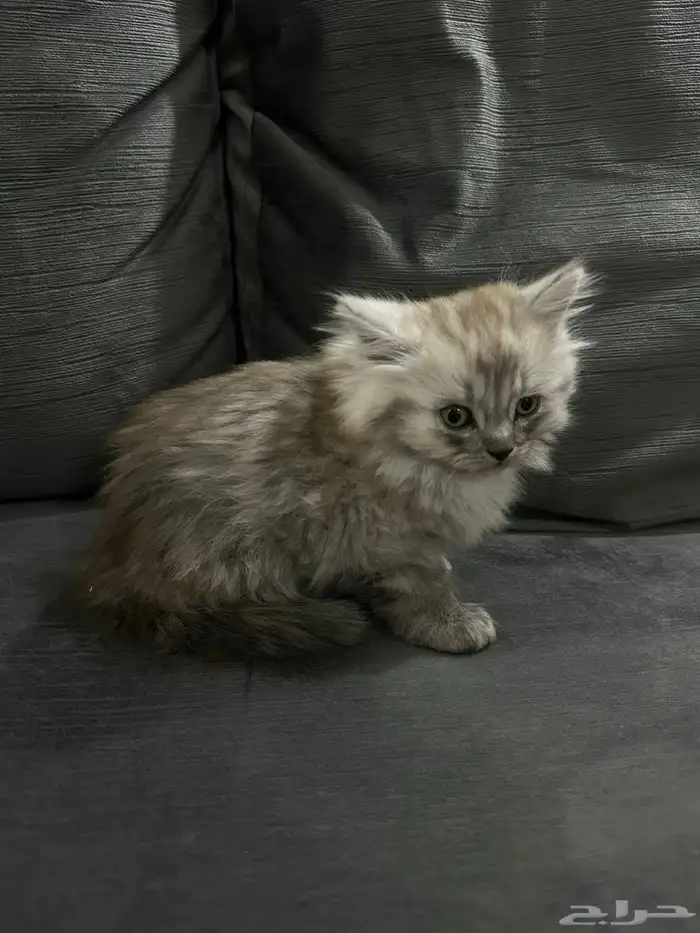 قط ذكر للبيع 0