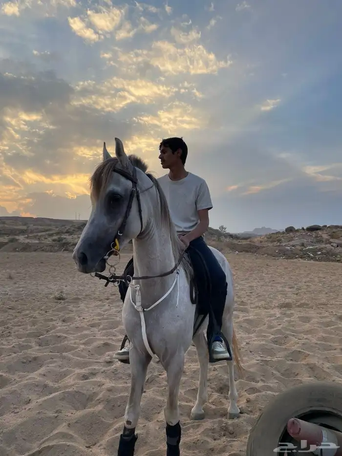 حصان كفوا شعبي 0