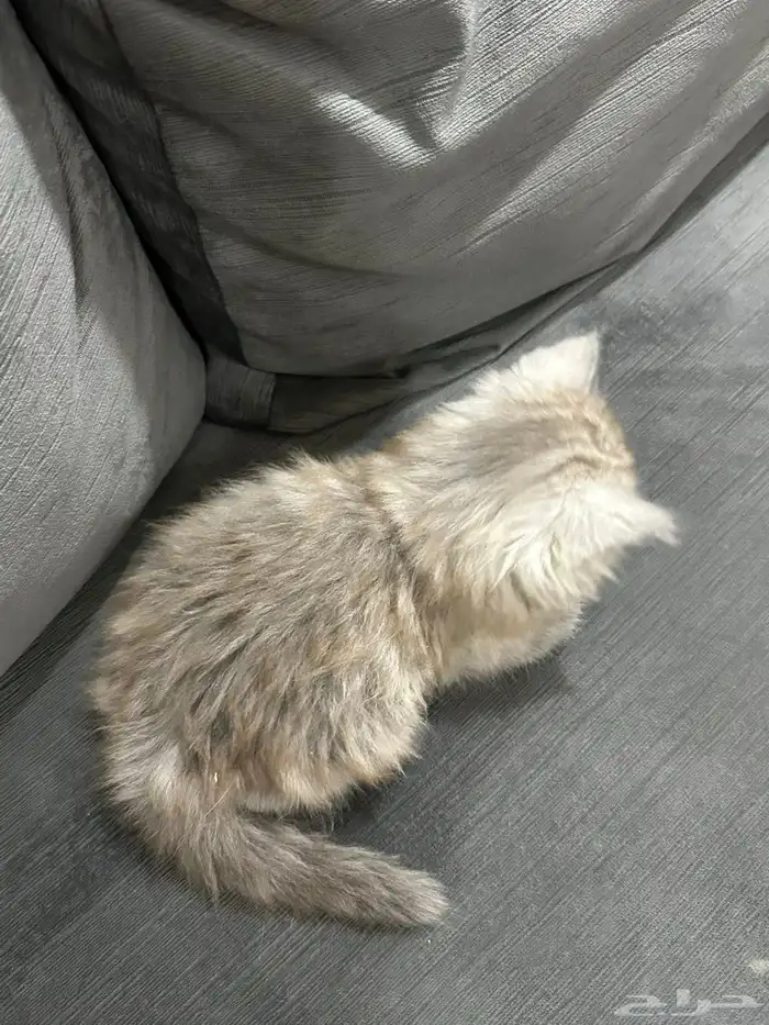 قط ذكر للبيع 1