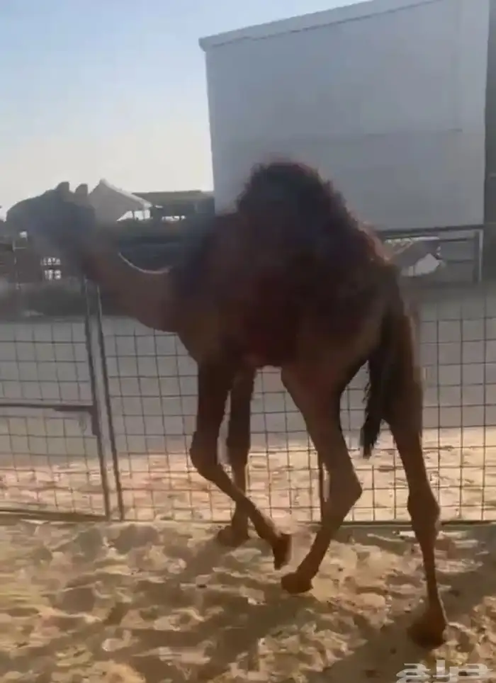 حوار البيع الرباع يوجد تابي تمارى 0