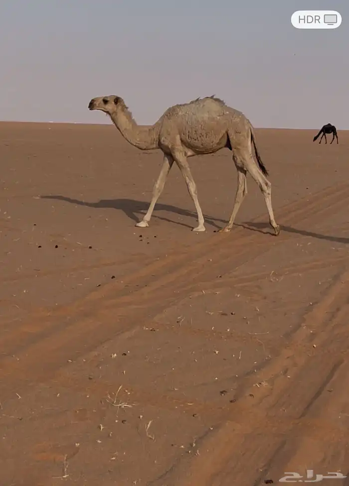 قعود طيب ويرضع امه 0