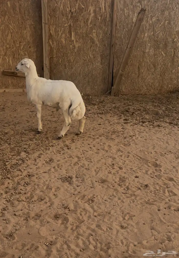 خروف مهجن لباني 0