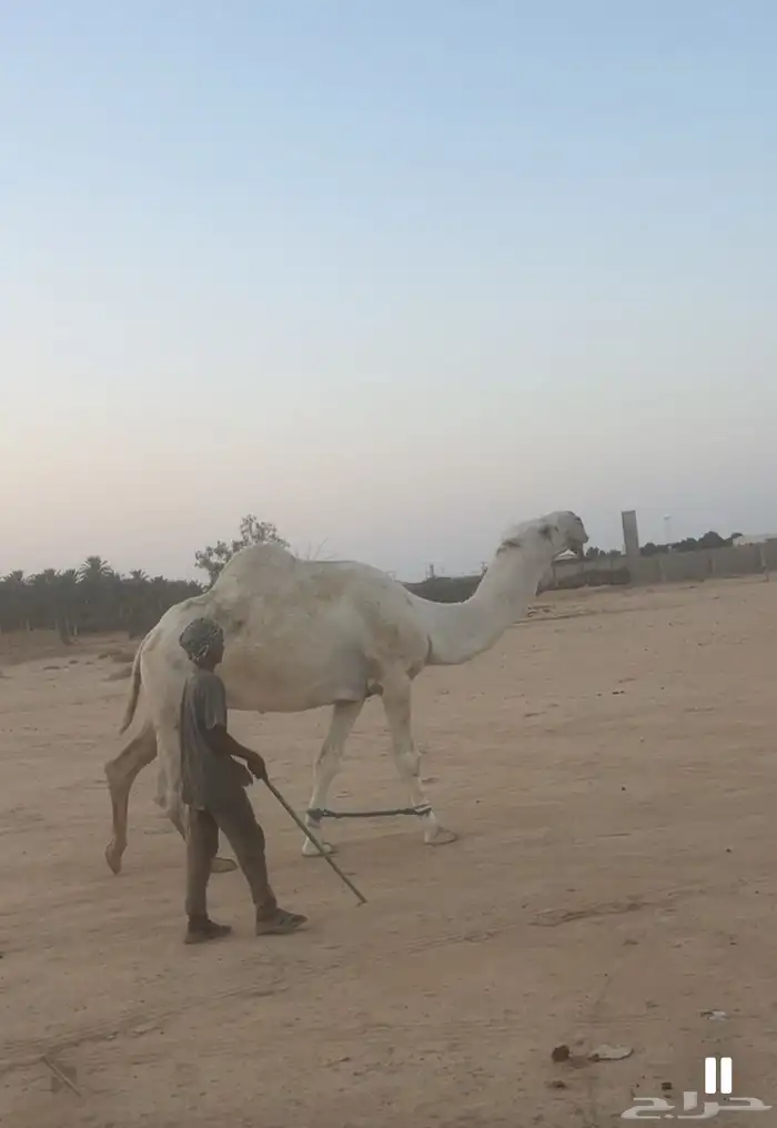 بعير رماني شرط الهداوه والضراب. و العشار 1