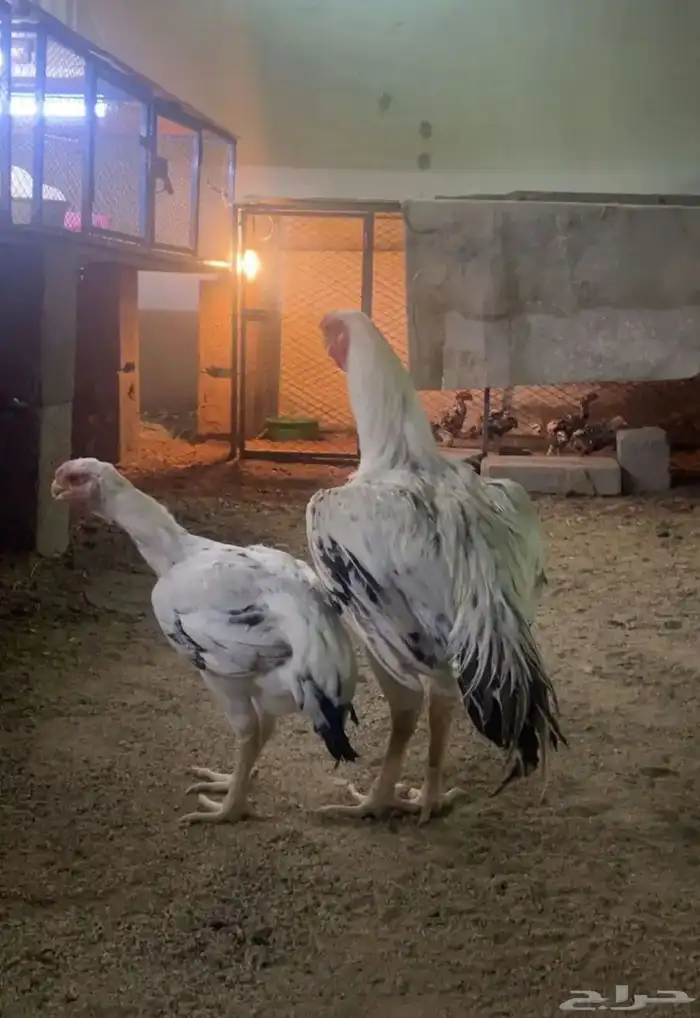 دجاج فارسي حجازي فواخرر 1