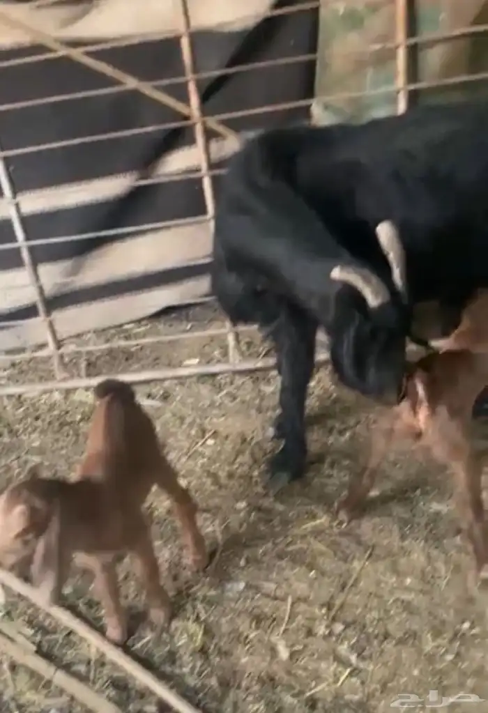 عنز متوم ماشاء الله شرط سن وديد وروم 0