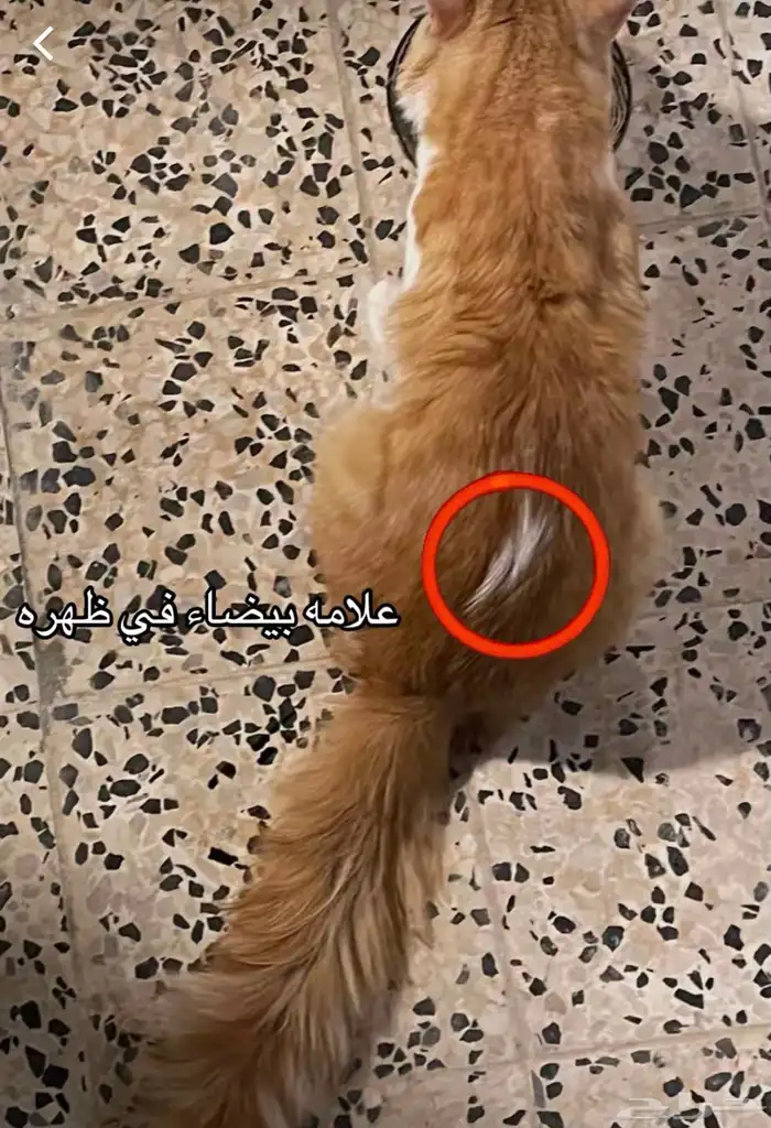 قط مفقود - حي المنتزة - رأس تنورة - بجوار حديقة الارجوان 2