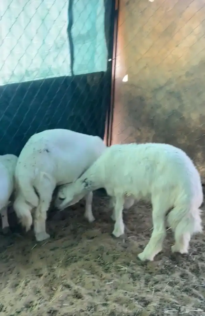 ثلاثه خرفان بلديات فل الفل 3