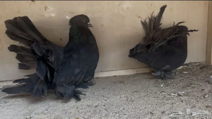 رقاص امريكي 0