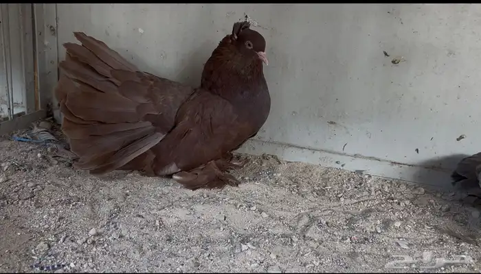 رقاص امريكي 2