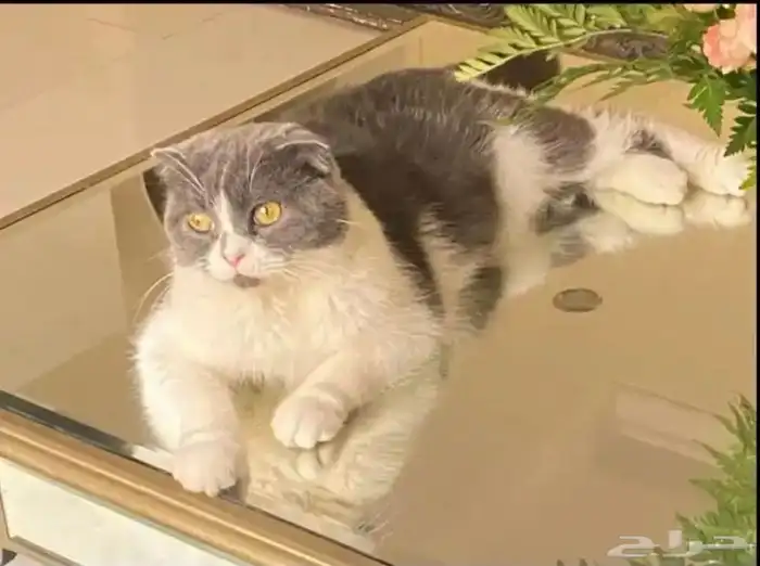 قطه من نوع سكوتش 1