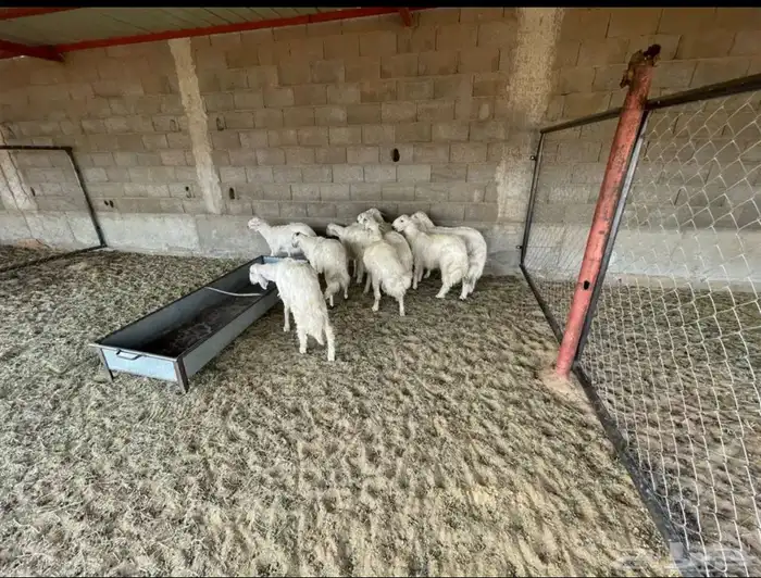 للبيع خرفان 0