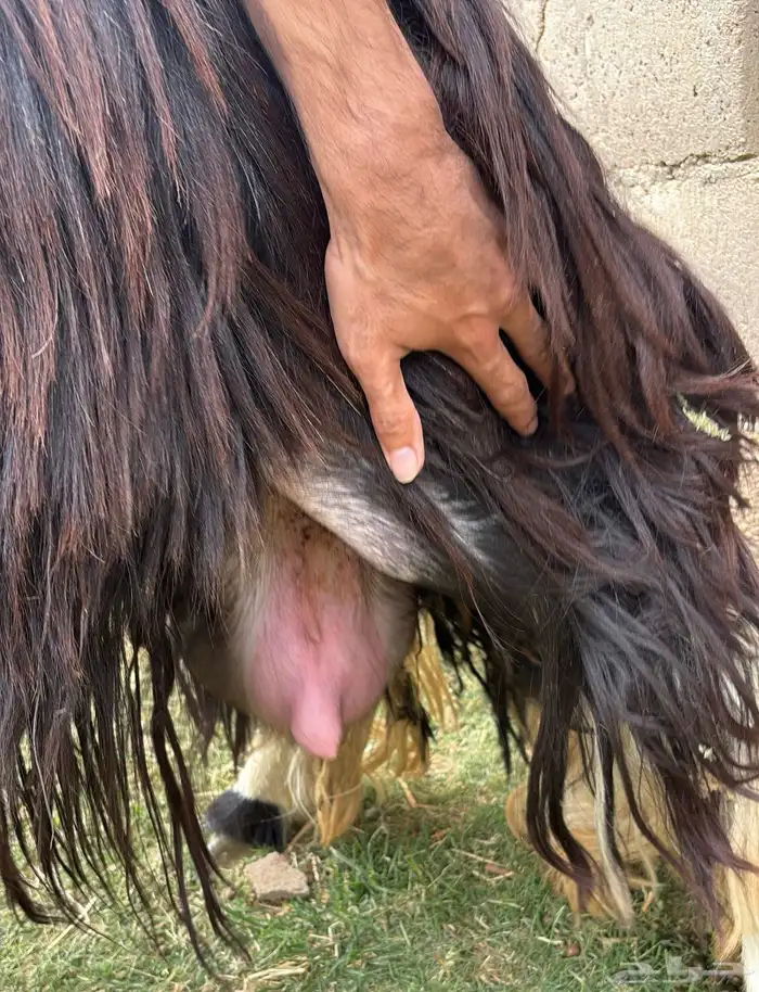 نعجه نجديه رباعيه طيبه دافع (تيماء) 0