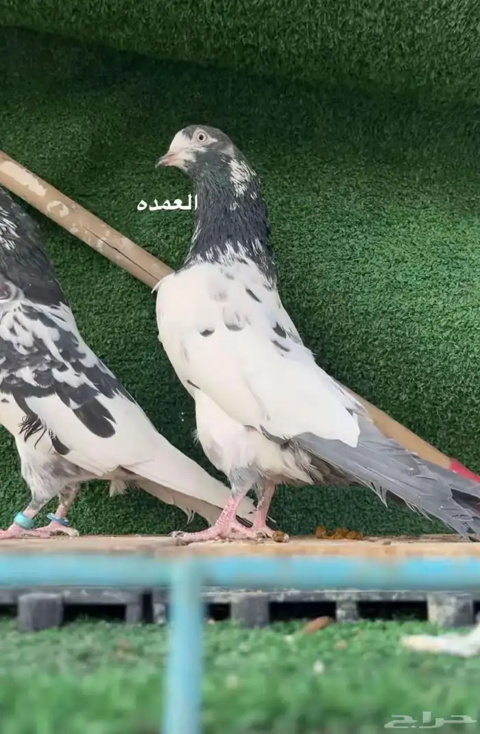 حمام باكستاني سخي 0