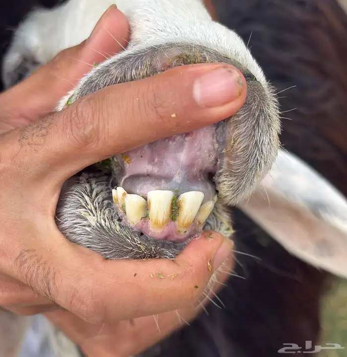 نعجه نجديه رباعيه طيبه دافع (تيماء) 2