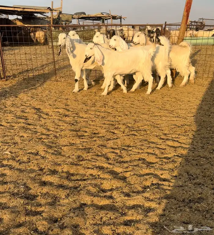 جذعات مصريات اصل نوادر 1