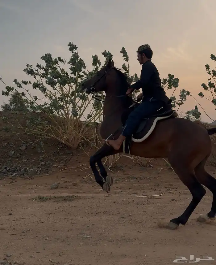 حصان شعبي شيخ 7