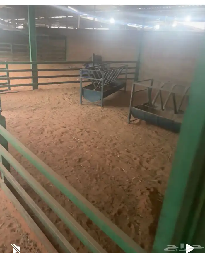 حوش غنم للتقبيل سوق الجربوع 4