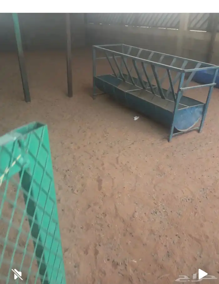 حوش غنم للتقبيل سوق الجربوع 5