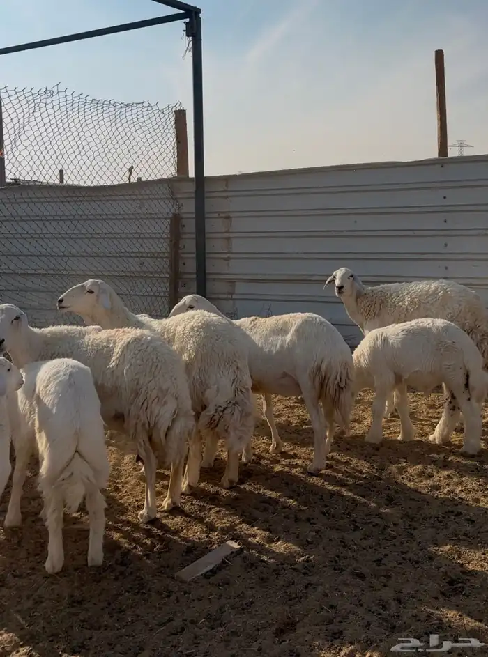 حريات متابيع متاويم 3