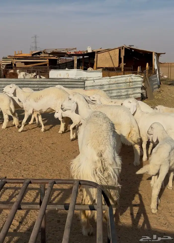 حريات متابيع متاويم 0