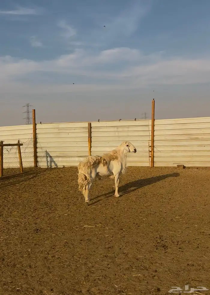 فحل حري صنف 0