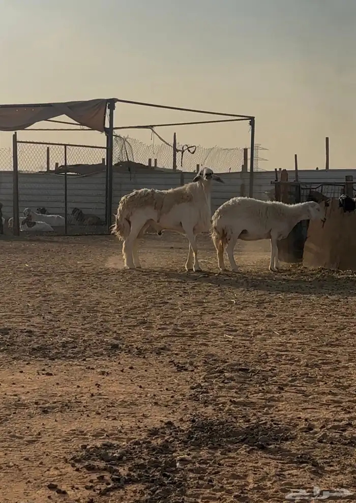 فحل حري صنف 2