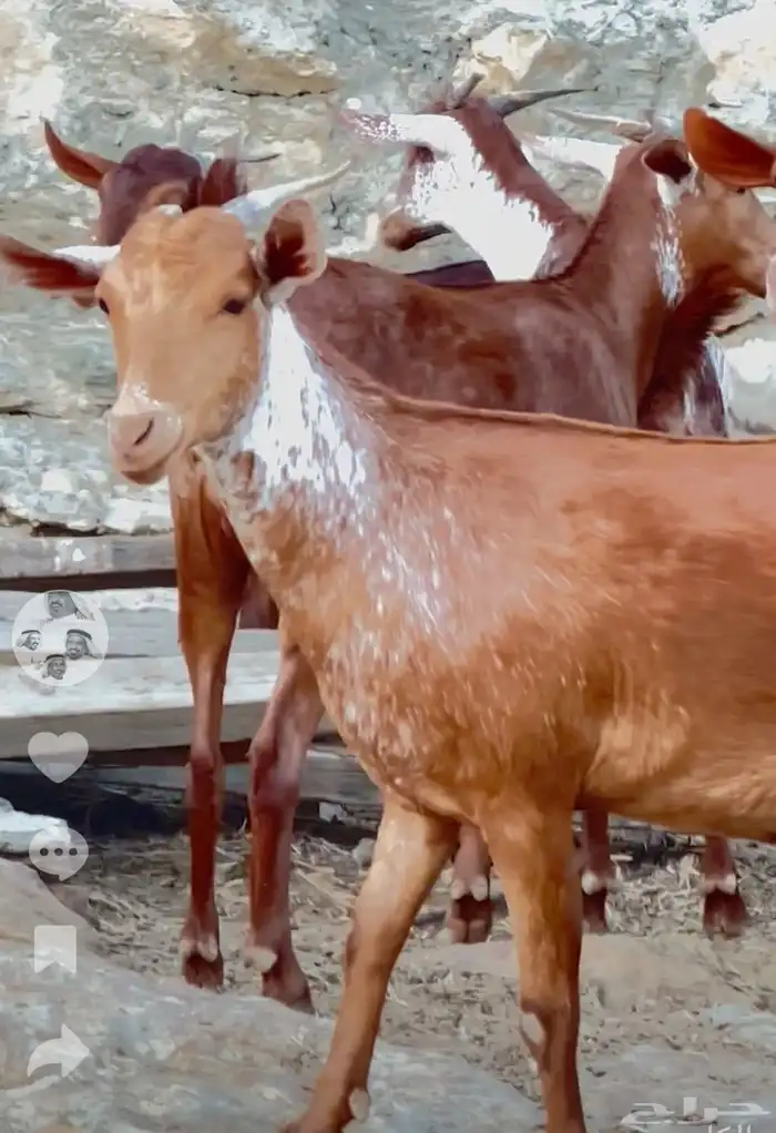 جفير مقاني تاسيس مراح 2