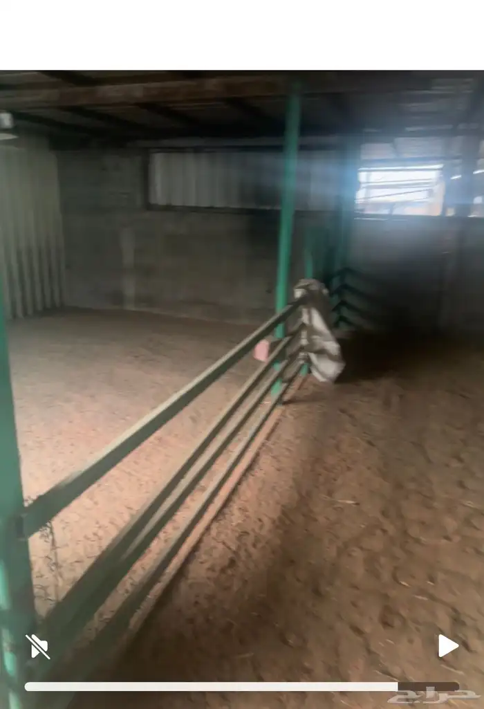 حوش غنم للتقبيل سوق الجربوع 2