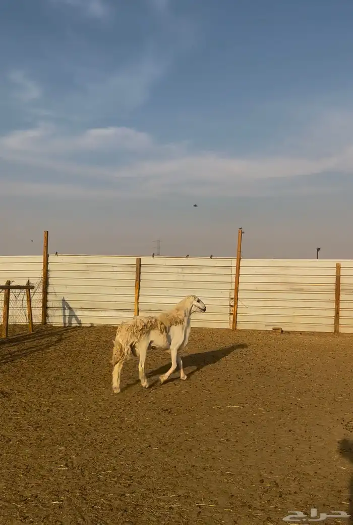 فحل حري صنف 1