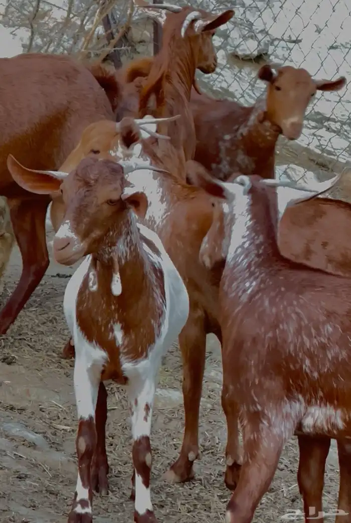 جفير مقاني تاسيس مراح 3