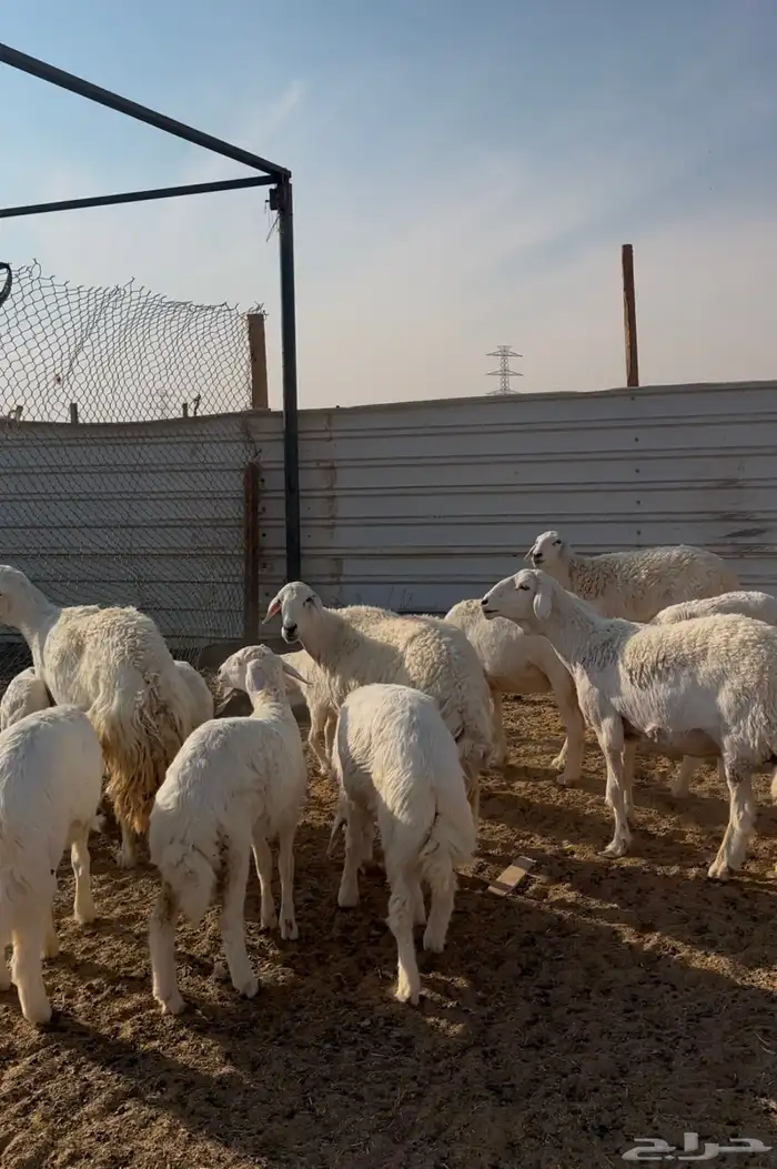 حريات متابيع متاويم 2