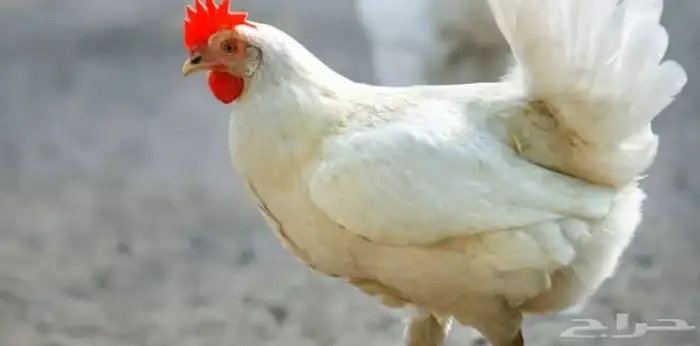 مطلوب ترخيص بياض للبيع 0