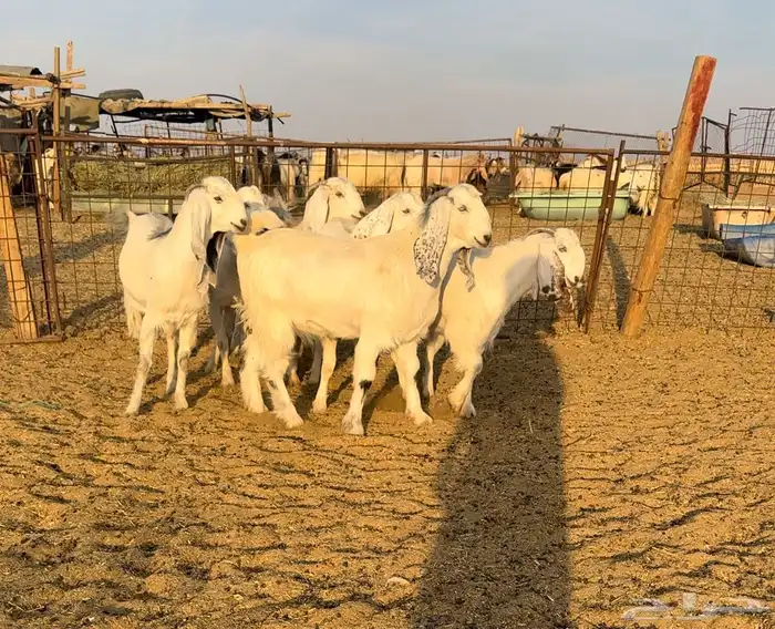 جذعات مصريات اصل نوادر 0