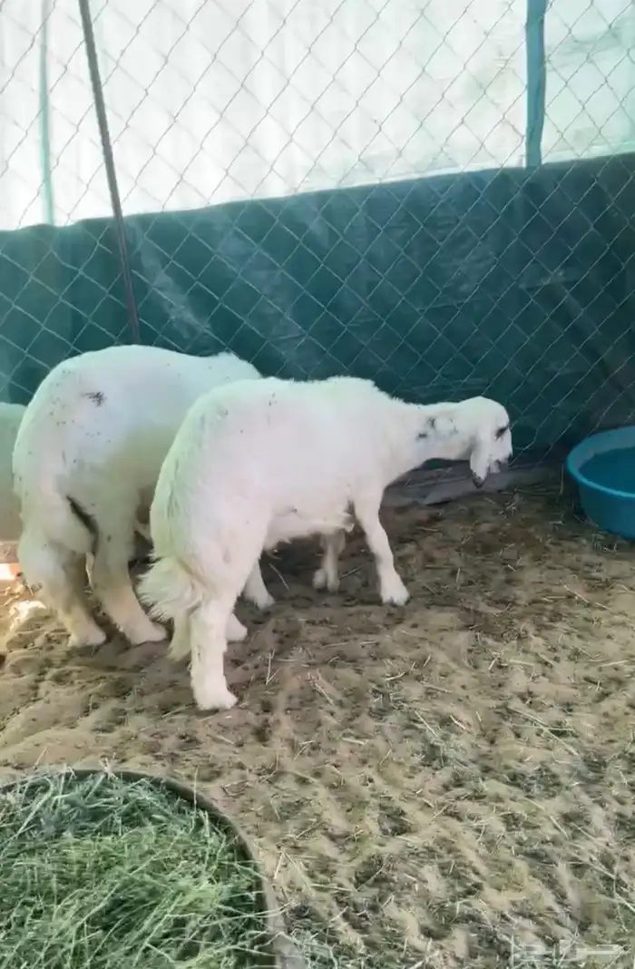 ثلاثه خرفان بلديات فل الفل 1