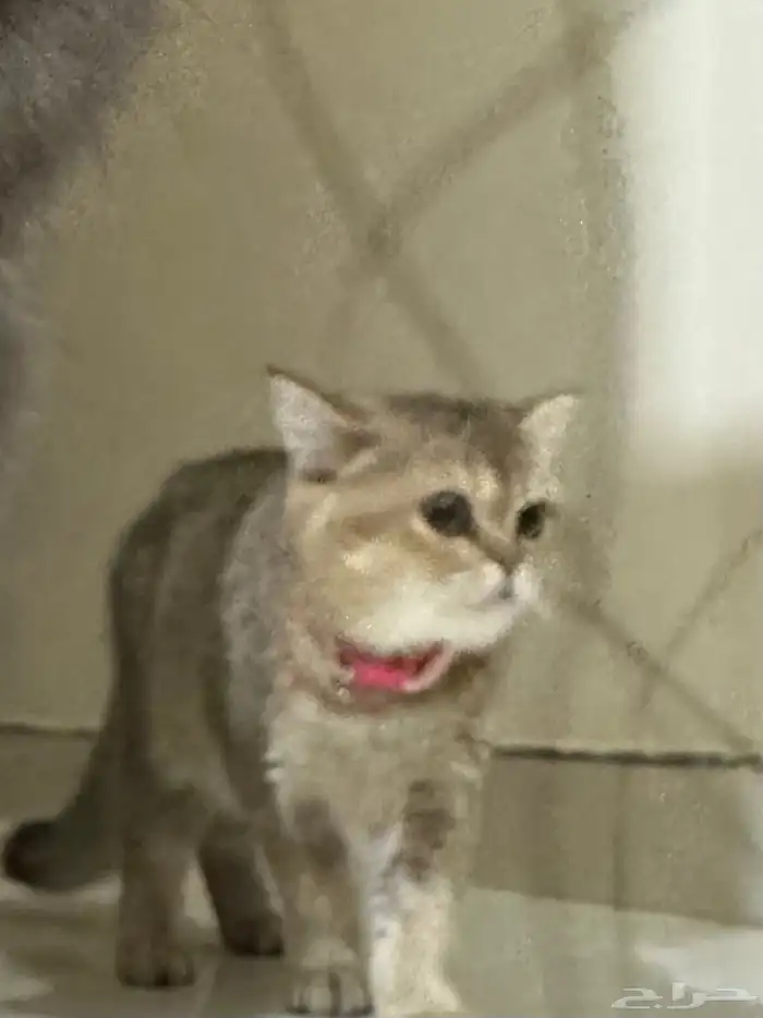 قطه سكوتش للبيع 2