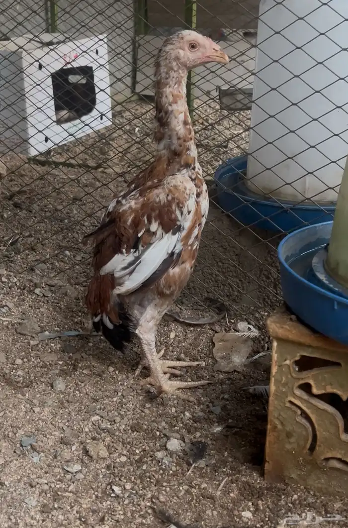 فروخ سندي جوز تايقر 0