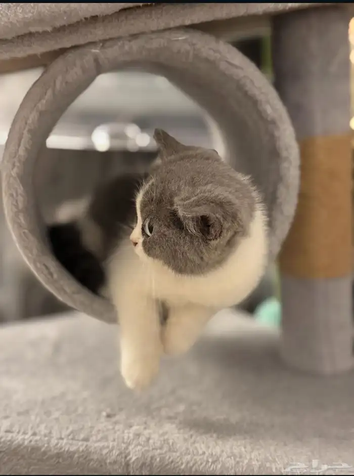 بريتش انثى مختلفة العيون ( odd eyes ) 1