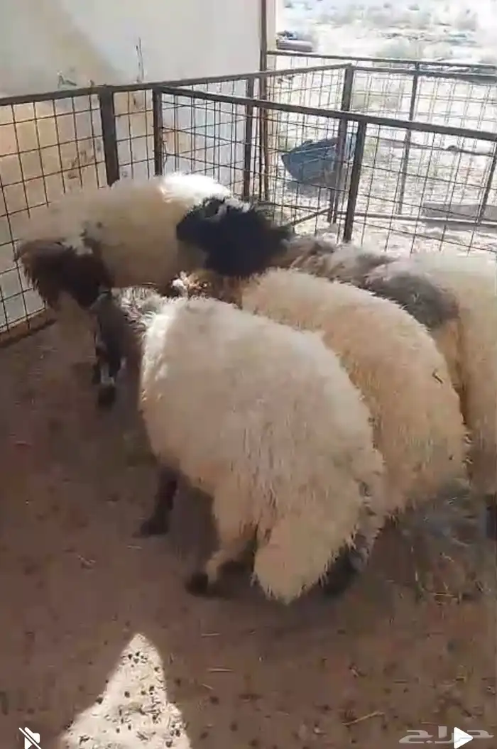 جذعان فل طيبه 1