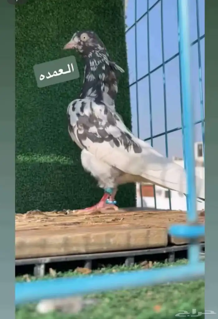 حمام باكستاني سخي 1