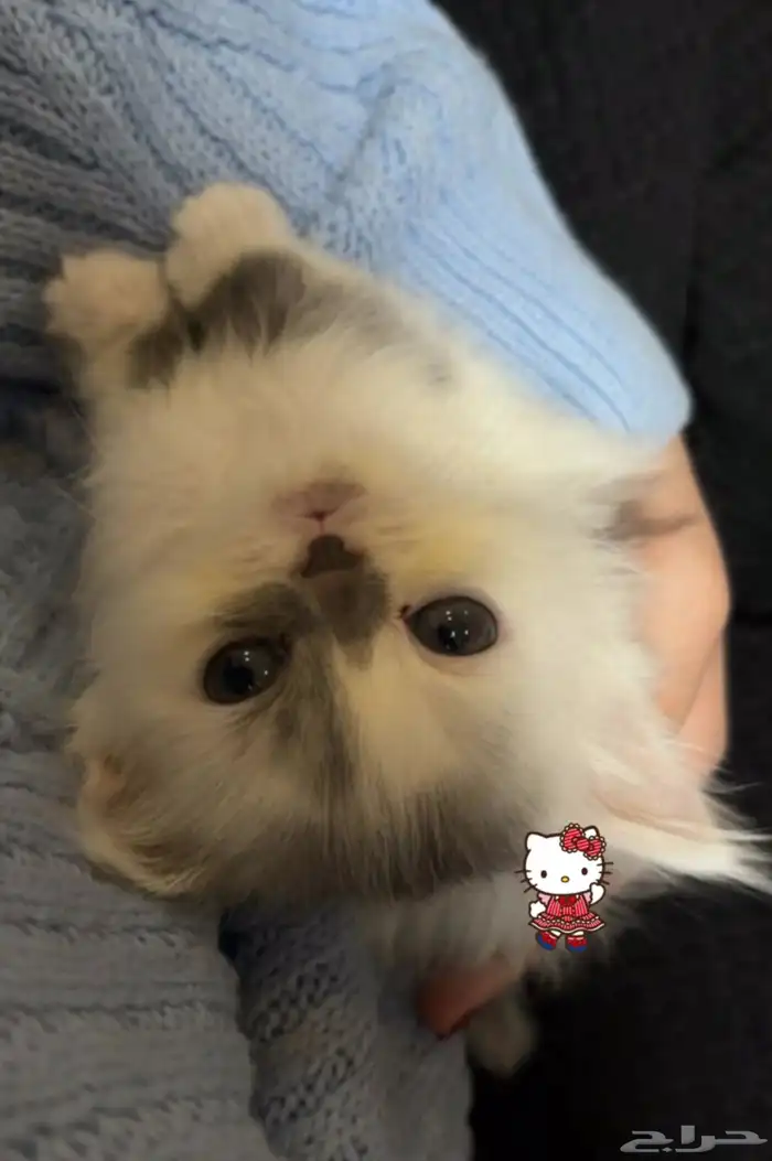 قطتين للبيع مستعجل 0