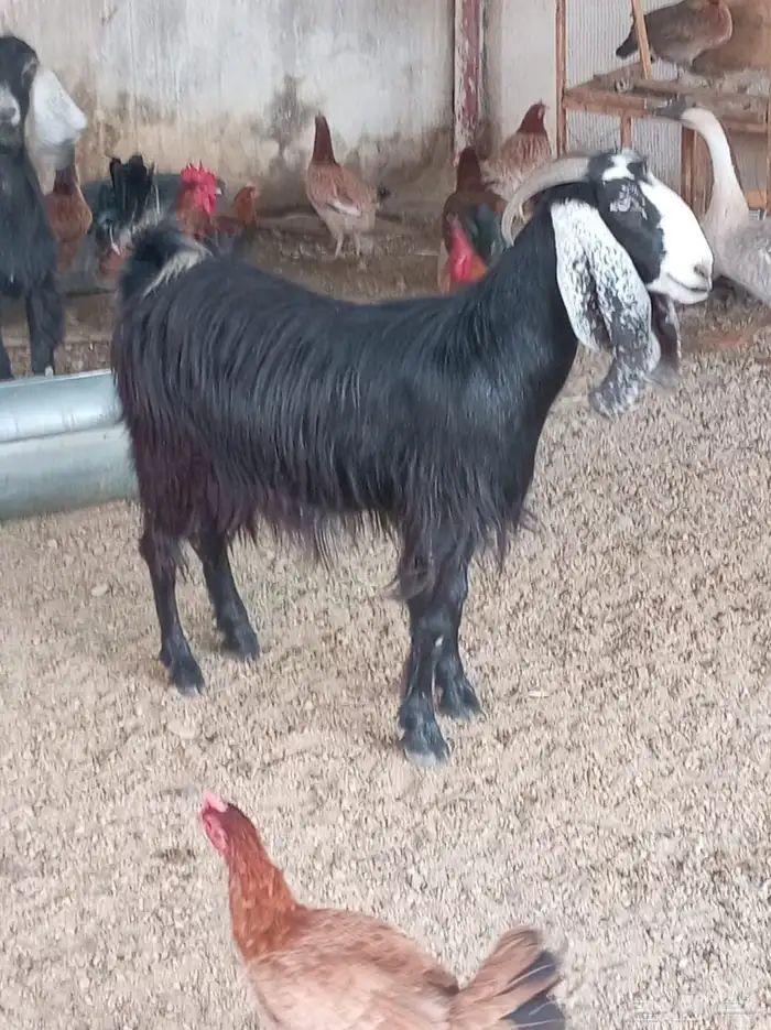 عنز سديس دافع 0