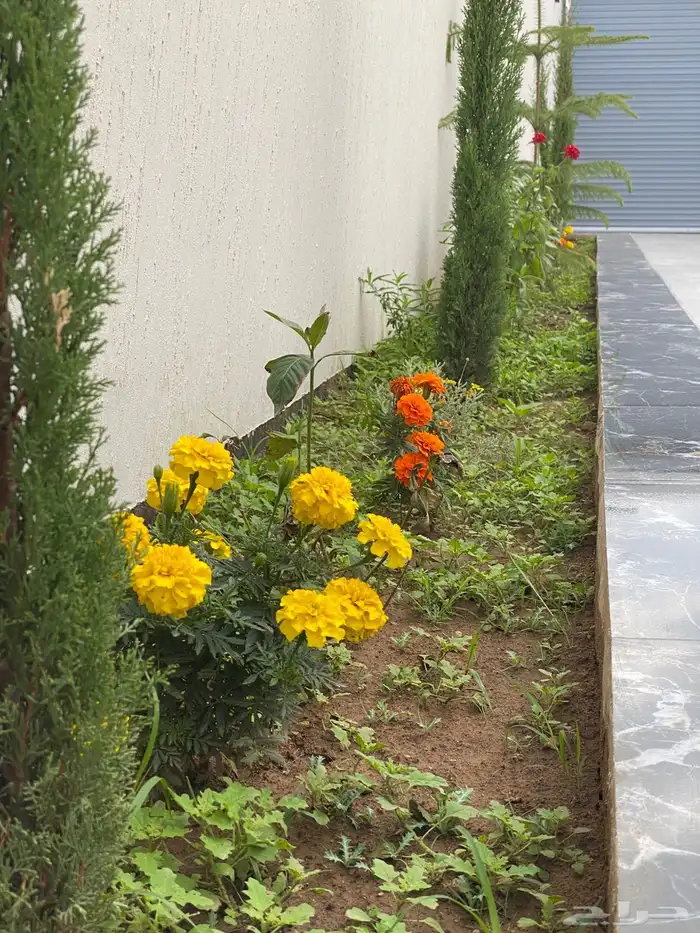 فلل طويق الوادين للايجار اليومي والشهري 2