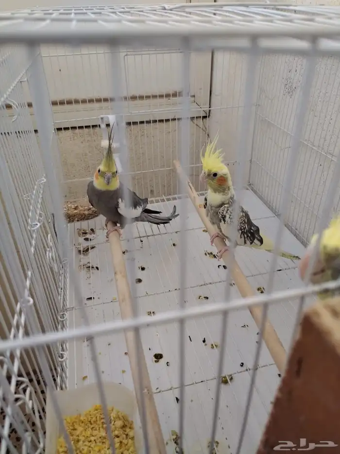 جوز كروان مع فرخ 3