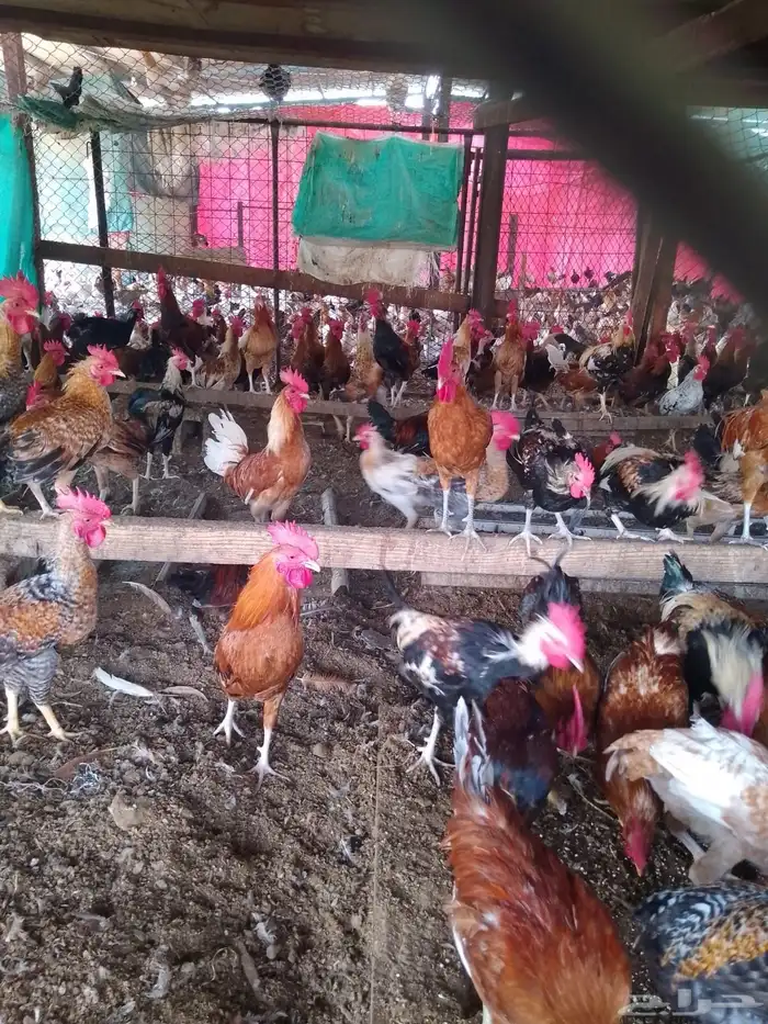 ديوك بلدي للبيع العمر 7 شهور 3