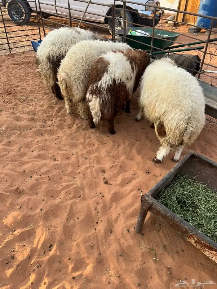 للبيع عدد 4 طليان نعيم 0