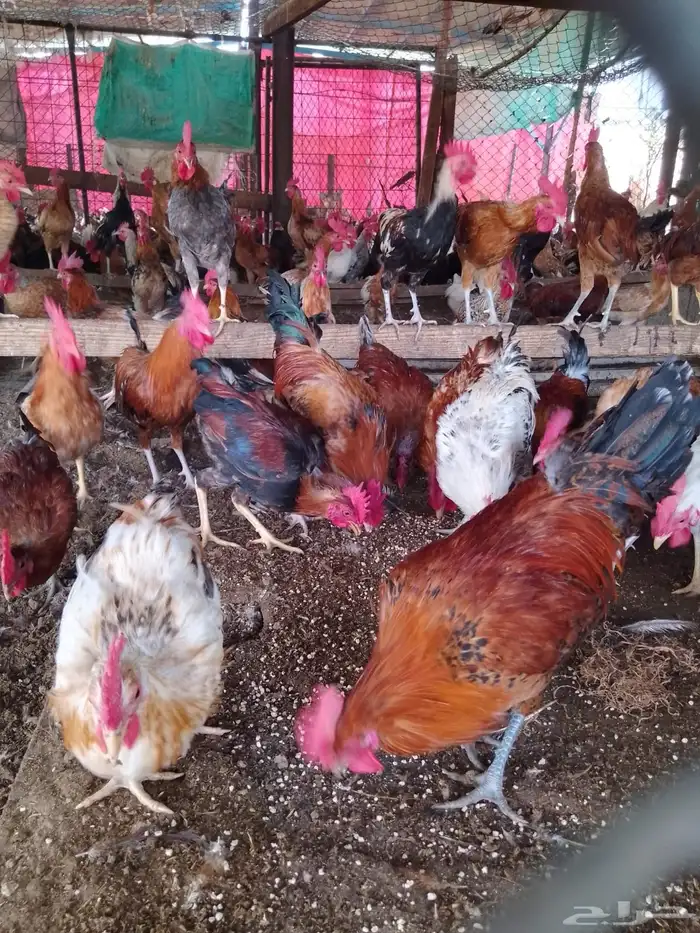 ديوك بلدي للبيع العمر 7 شهور 0