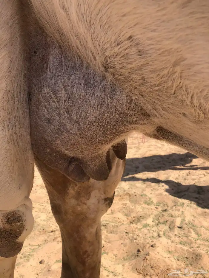 ضريبه طيبه 1