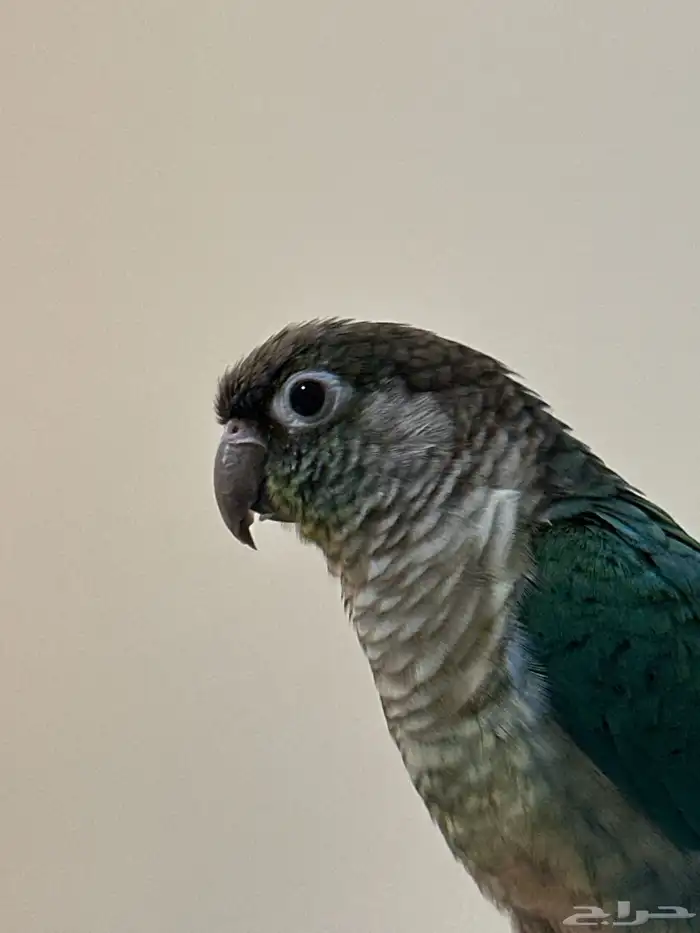 كنيور تركواز يلو سايد 1