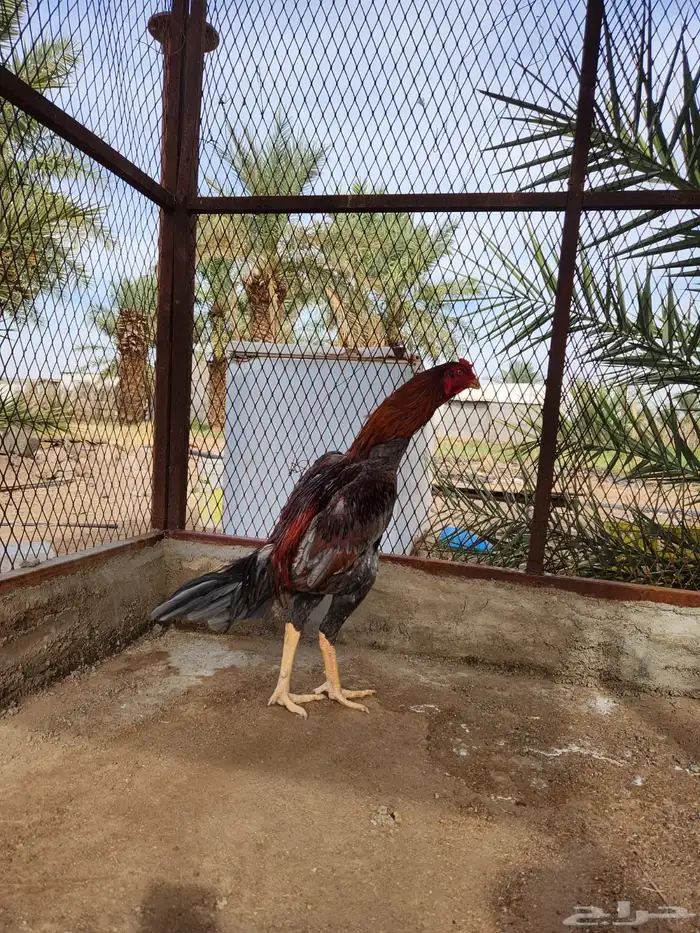 للبيع ديك تركي بيور 0